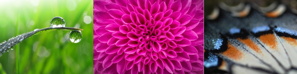 Macro photography