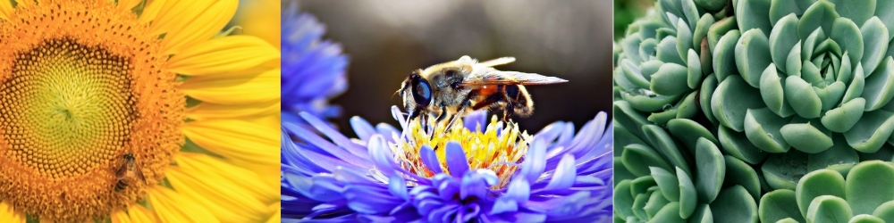 Best Budget Macro Photography Lens in 2025/2026