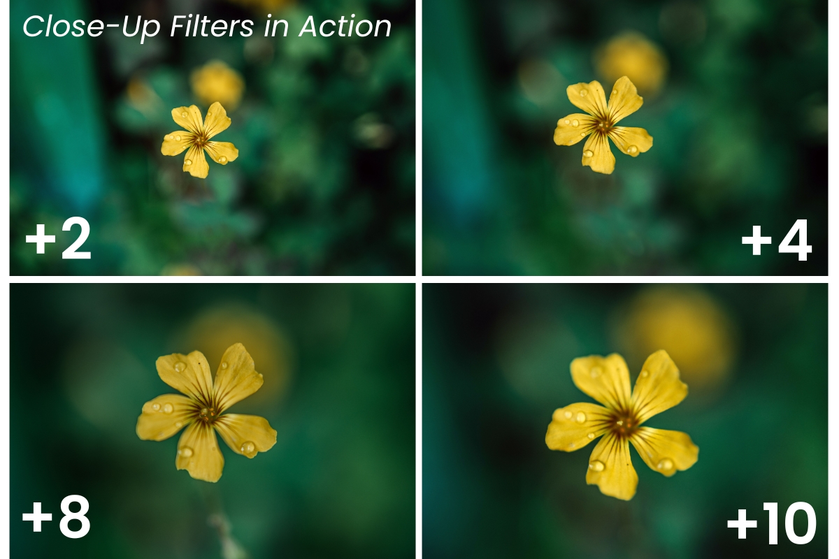 Close-Up Filters in Action: +2 to +10 Diopters