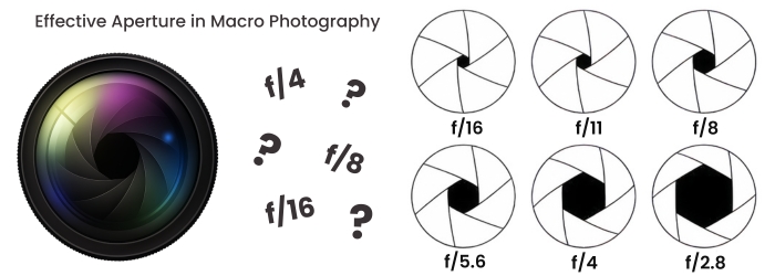 Beginner Macro