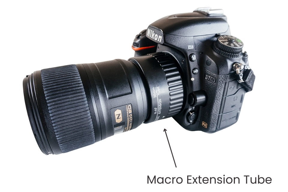 Beginner Macro: Extension Tubes