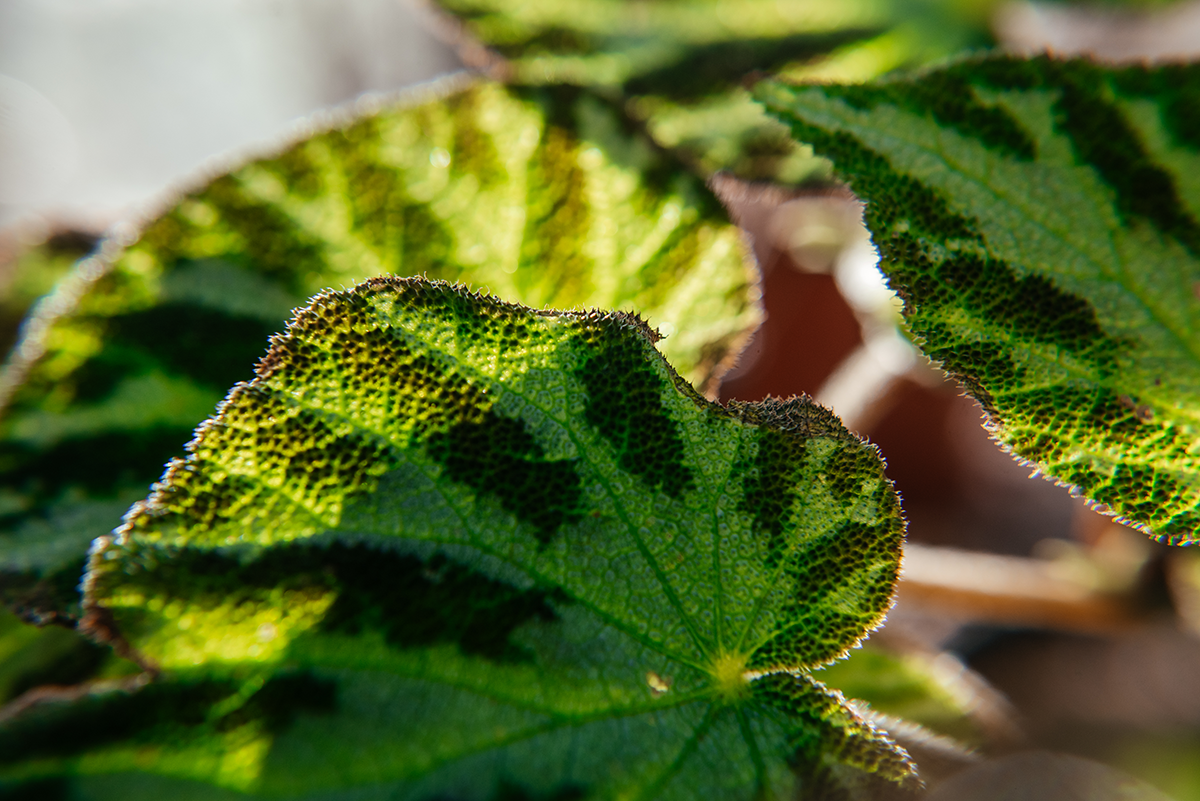 Backlit patterned leaves showing veins and texture in a macro photo