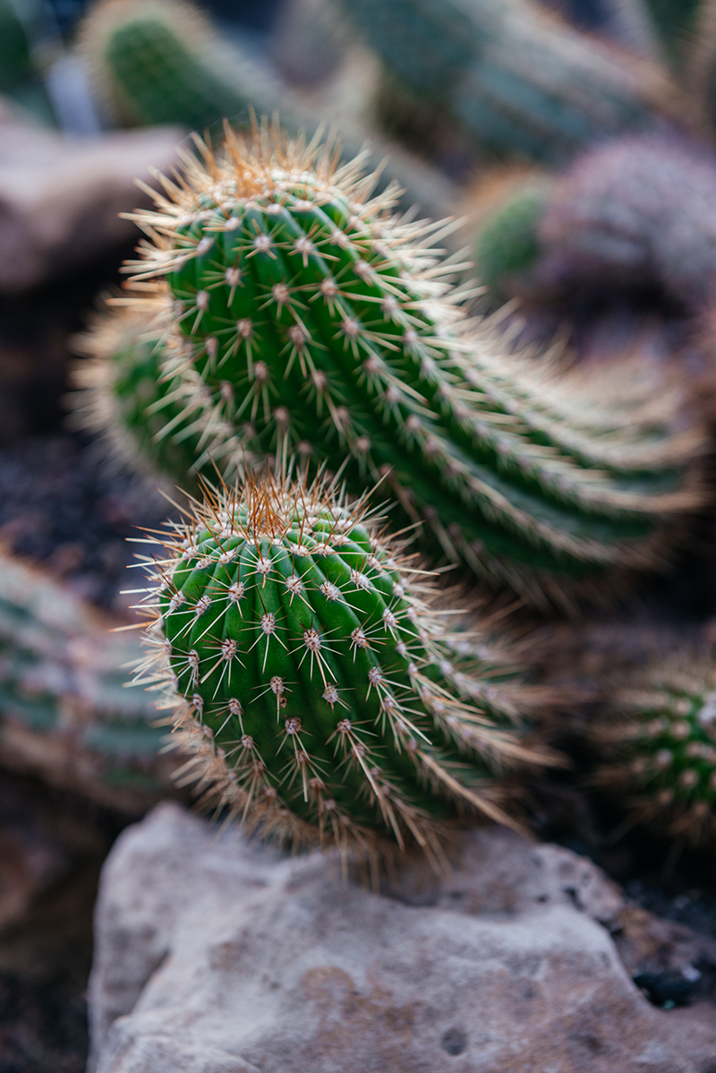Small cactus photographed in macro with a budget close-up filter at Glasgow Botanic Gardens