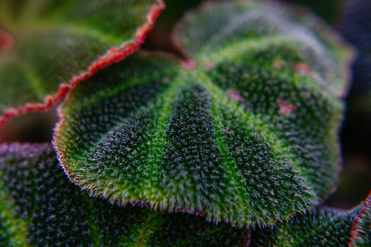 Fuzzy textured leaf photographed up close in Glasgow Botanic Gardens