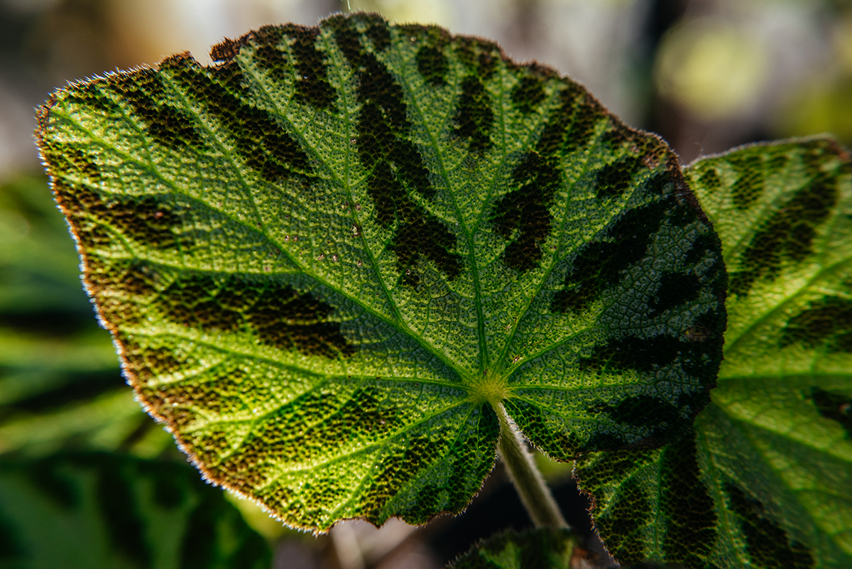 Patterned green leaf photographed in macro with visible veins and texture