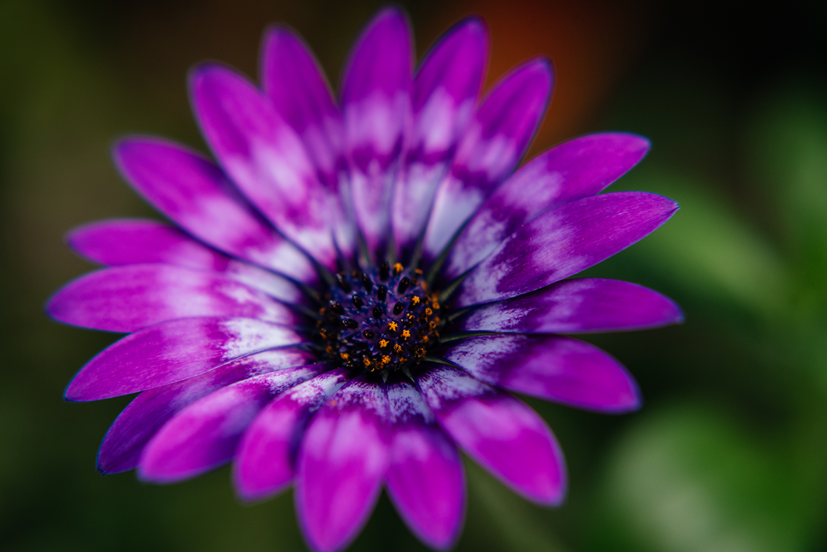 Purple daisy photographed in macro with shallow depth of field at Glasgow Botanic Gardens