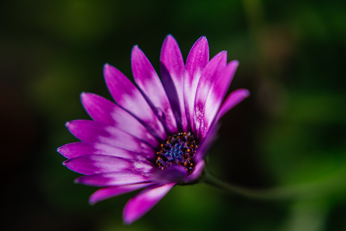 Purple daisy photographed from the side in macro at Glasgow Botanic Gardens