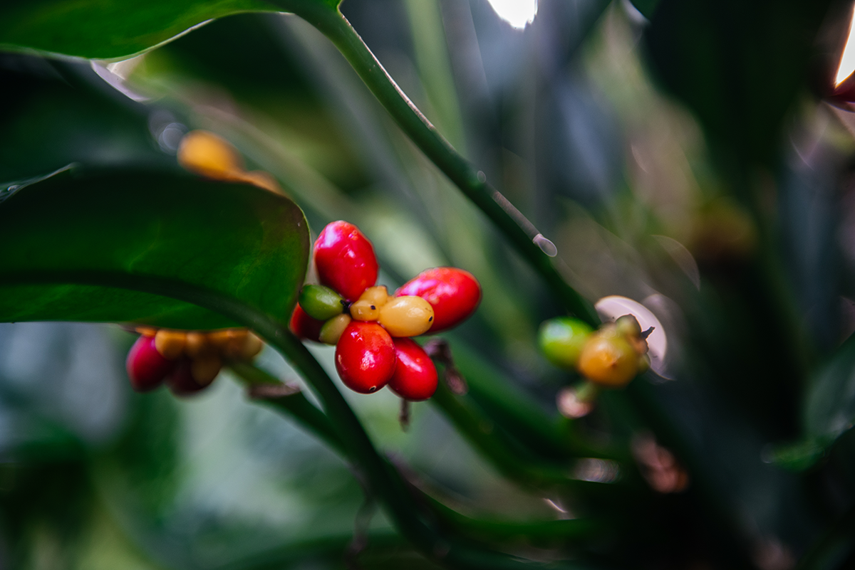 Red and yellow berries photographed up close among green leaves at Glasgow Botanic Gardens