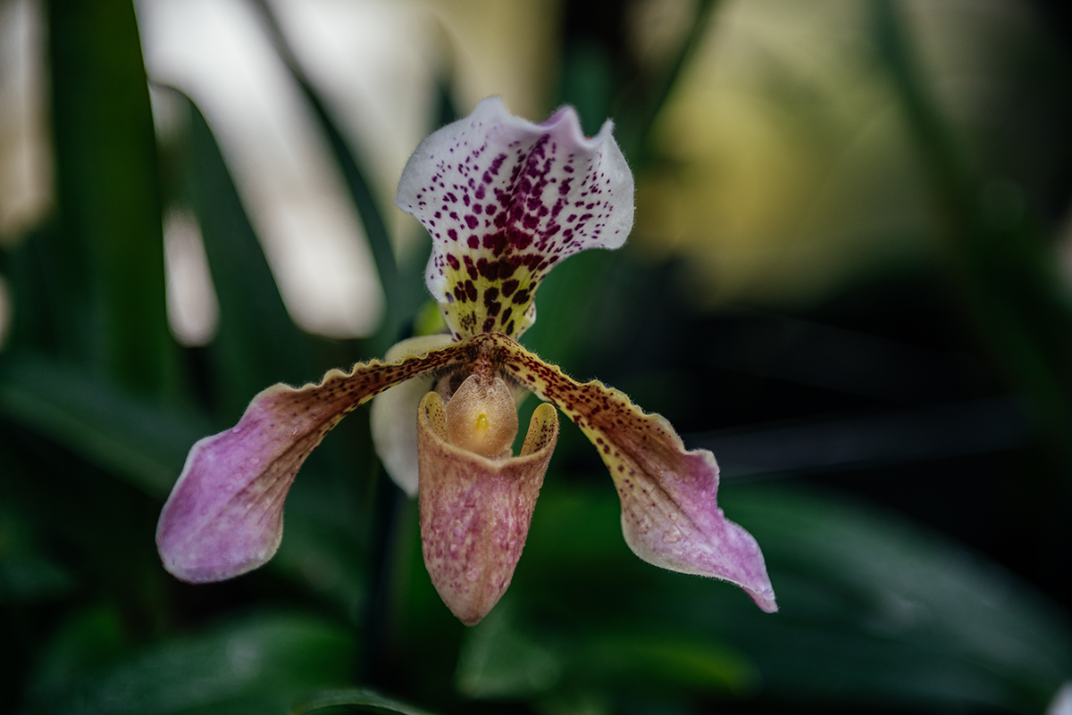 Spotted orchid flower photographed in macro at Glasgow Botanic Gardens