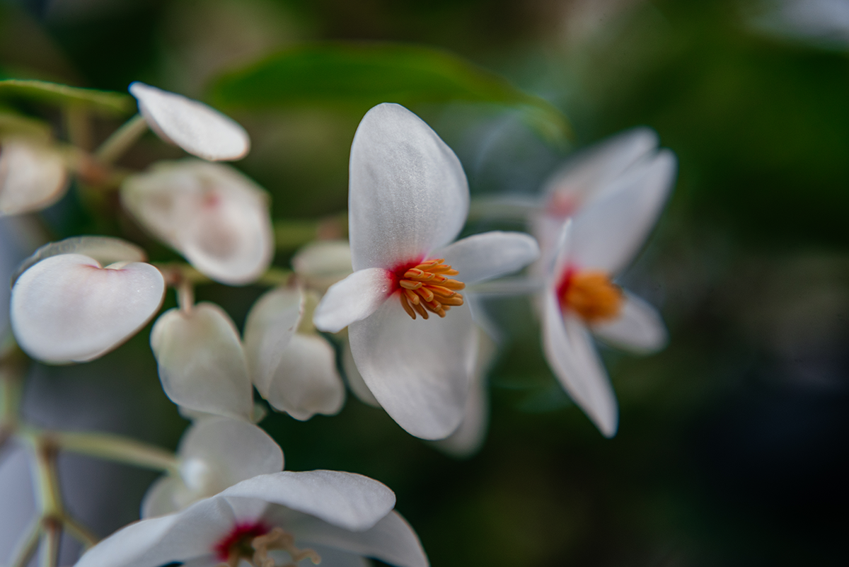 Single white flower close-up photographed with a JJC +4 macro filter in Glasgow Botanic Gardens