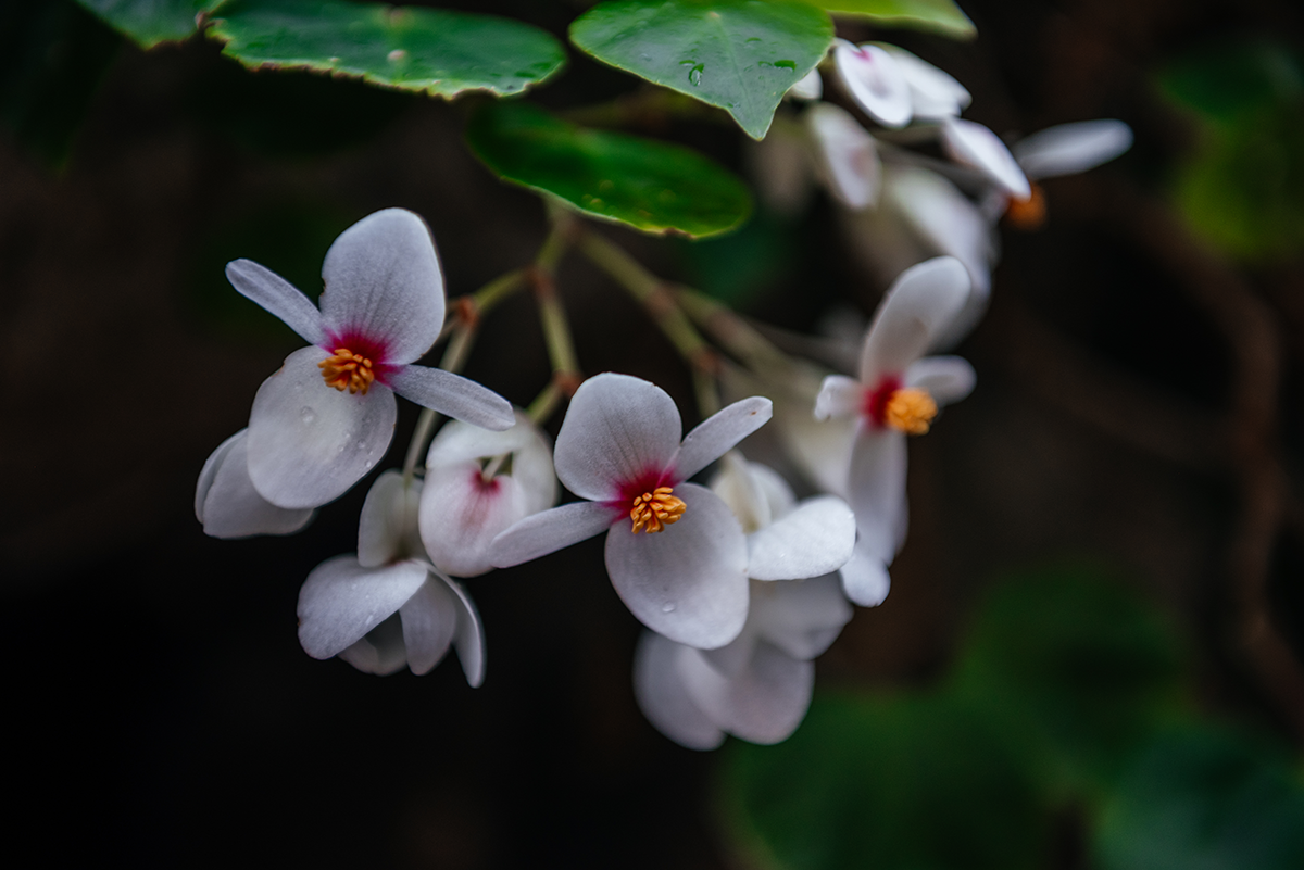 White flower cluster photographed at Glasgow Botanic Gardens with a JJC +4 close-up filter