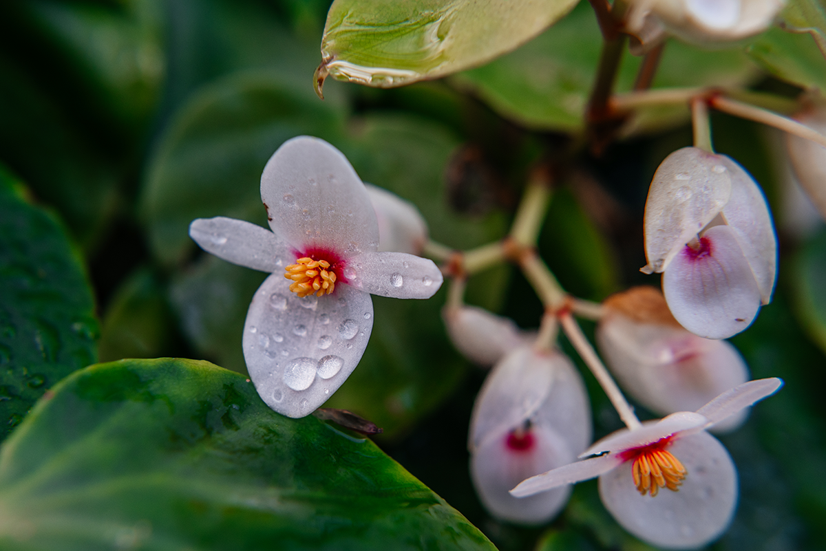 White flower with raindrops photographed in macro at Glasgow Botanic Gardens