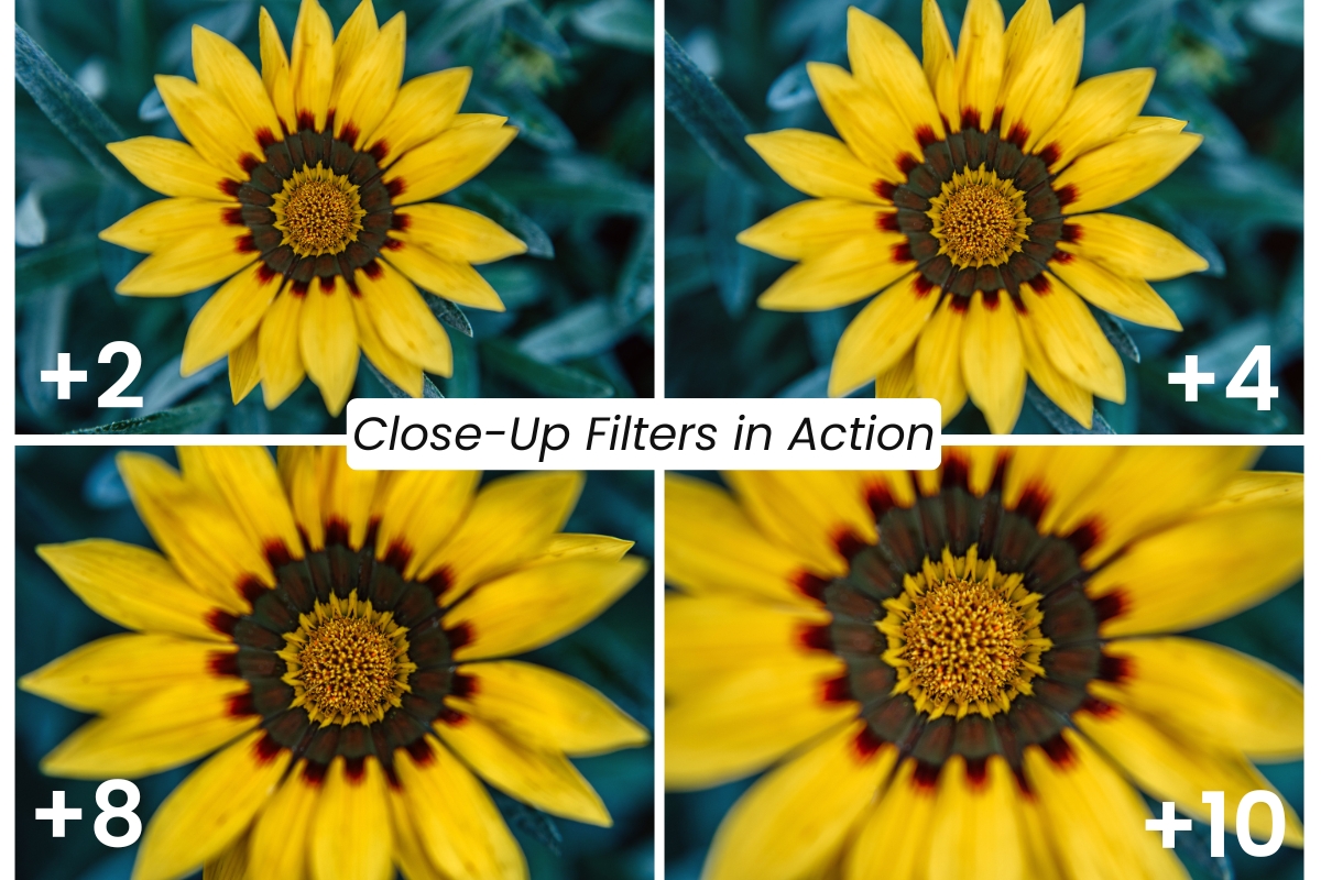 Close-Up Filters in Action – yellow flower photographed with +2, +4, +8, +10 filters showing different magnifications