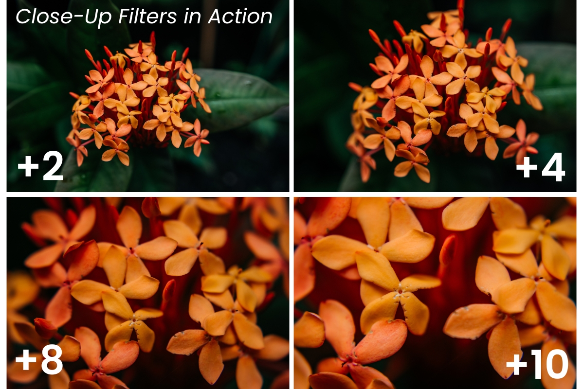 Budget Macro with the JJC Close-Up Kit