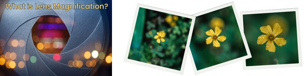 Macro Photography
