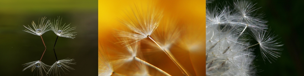 Macro photography