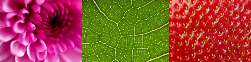 Macro photography