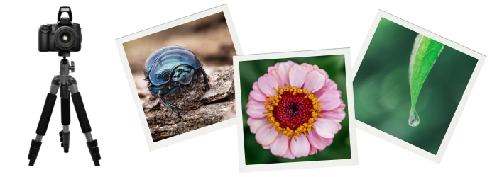 Macro photography